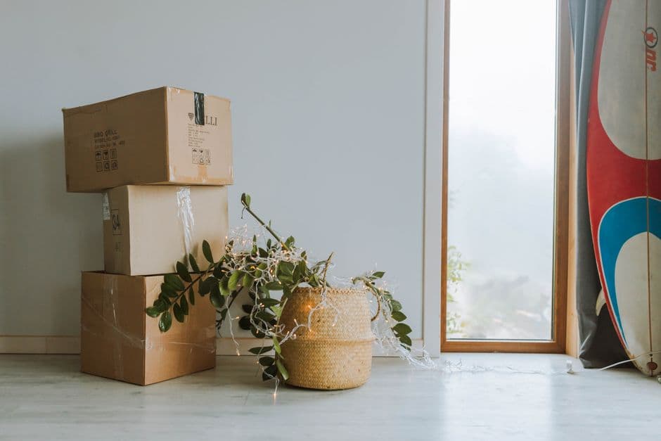 Cardboard boxes stacked beside a green plant